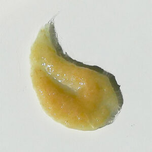 Skin Script Ginger Enzyme